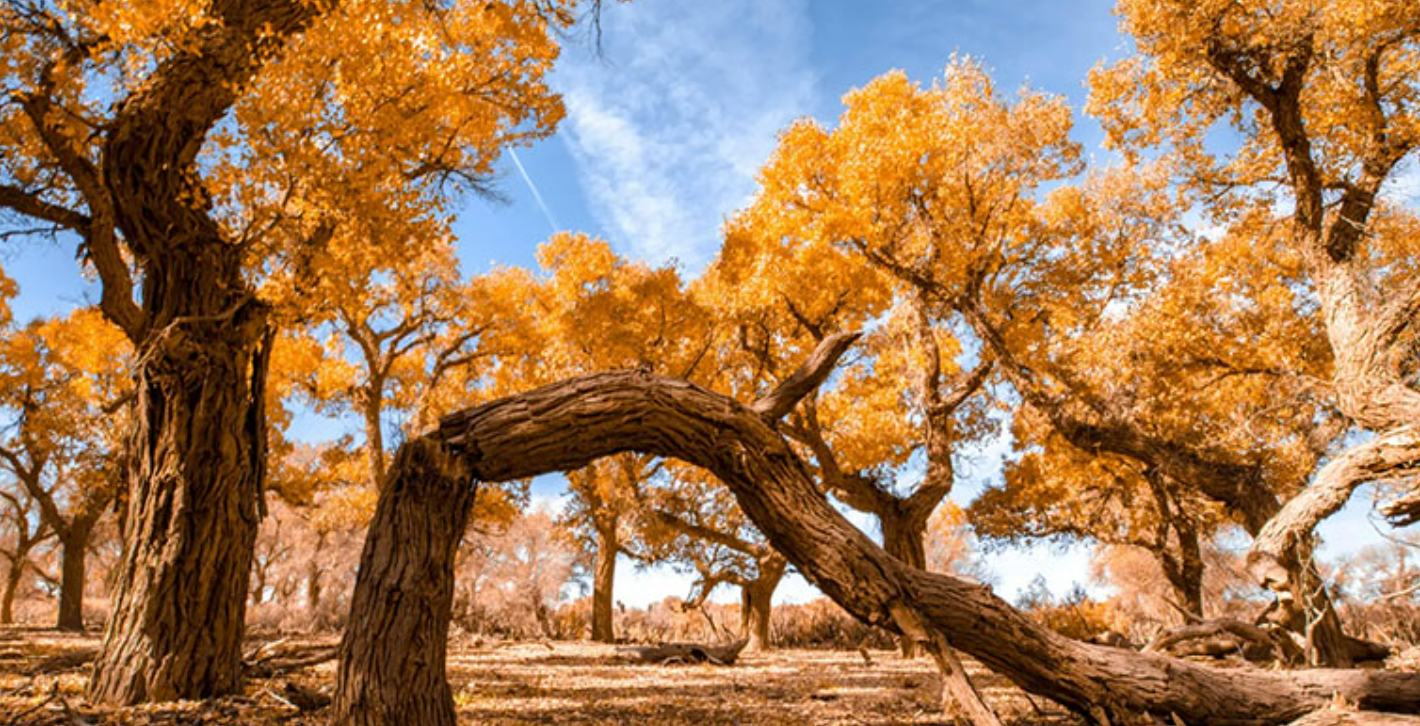 ejina populus forest